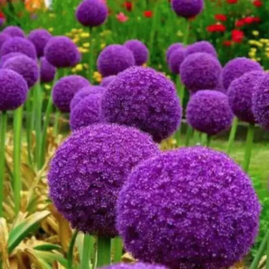 如何用兩個(gè)字的花名來(lái)給品牌命名？