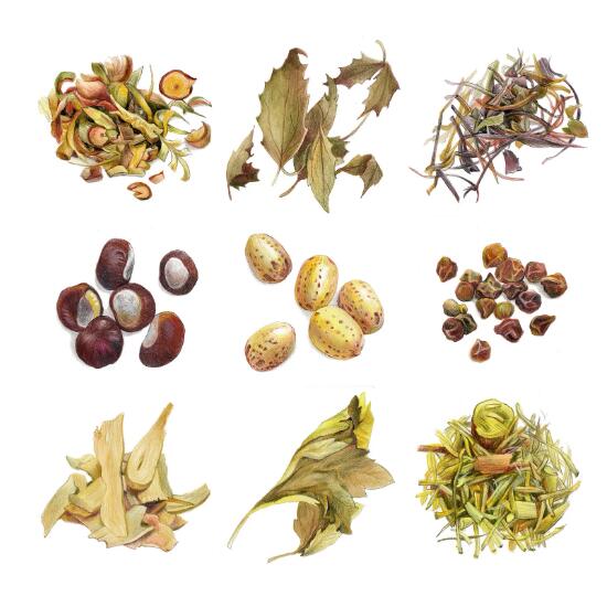 12000種中草藥大全名稱，中藥品牌命名