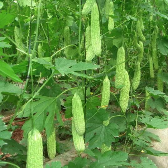 蔬菜水果農(nóng)產(chǎn)品的品牌營(yíng)銷策劃